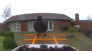 Bird feeder with camera and AI bird recognition for the garden - With built-in solar cell