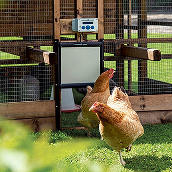 Galinheiro para galinheiros - Chicken Guard